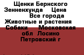 Щенки Бернского Зенненхунда  › Цена ­ 40 000 - Все города Животные и растения » Собаки   . Московская обл.,Лосино-Петровский г.